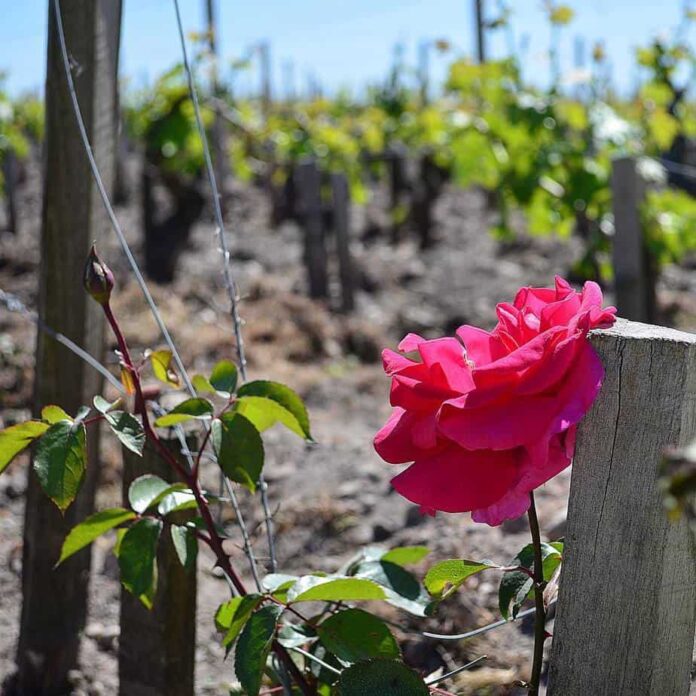 La rosa sentinella e la vigna