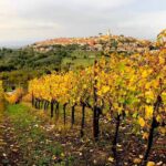 Panorama del Paese di Sant'Angelo all'Esca tra le vigne