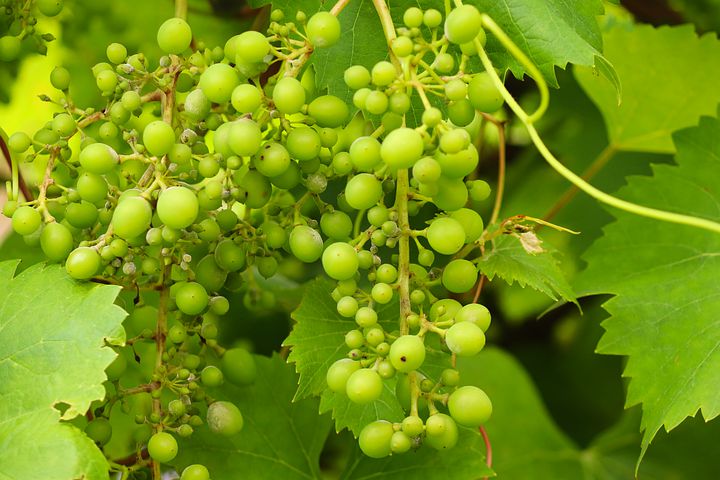 L'Airén, una delle uve bianche più coltivate al mondo 