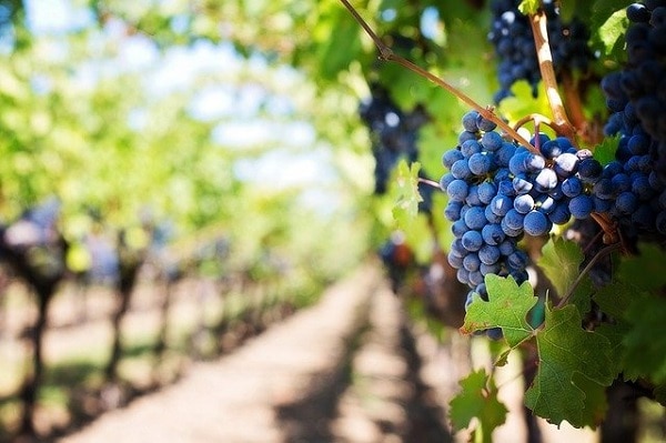 Dove si produce il vitigno