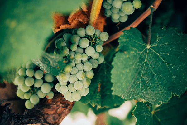 la tipologia del vitigno è importante nel capire le potenzialità d'invecchiamento di un vino