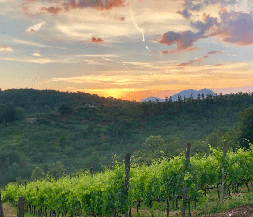 Vista sulle vigne di Cantine Raimondo al tramonto 