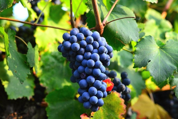Vitigno Lambrusco con grappoli d'uva maturi, bacca nera 