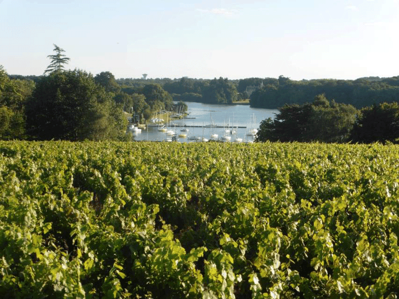 Domaine de Port Jane migliori cantine Pays Nantes