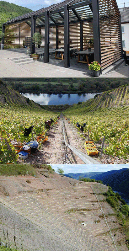 I vigneti eroici della famiglia Franken migliori cantine Mosella