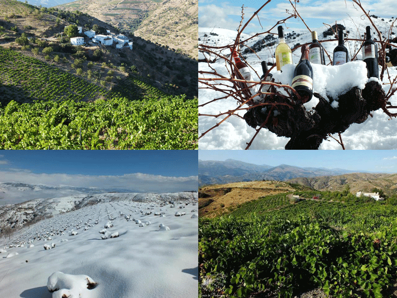 Bodega García de Verdevique migliori cantine Andalusia