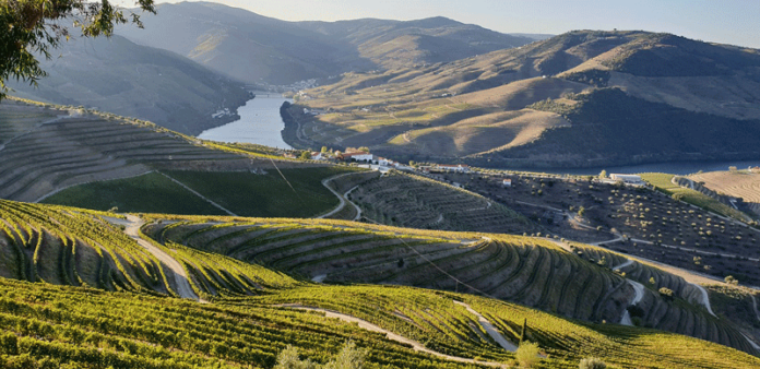 Guida migliori cantine del Douro