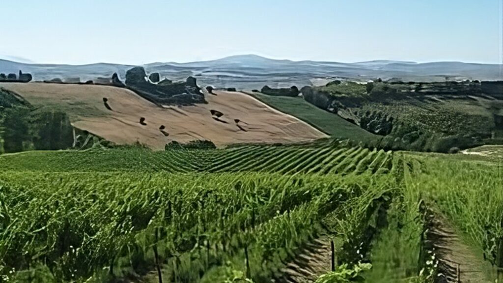 Un'immagine di vigneti marchigiani che producono i Migliori Vini delle Marche di UNTOLD 2026