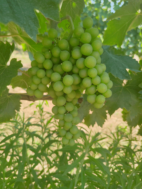 L'uva Verdicchio, dai vigneti della Tenuta Colpaola a Matelica