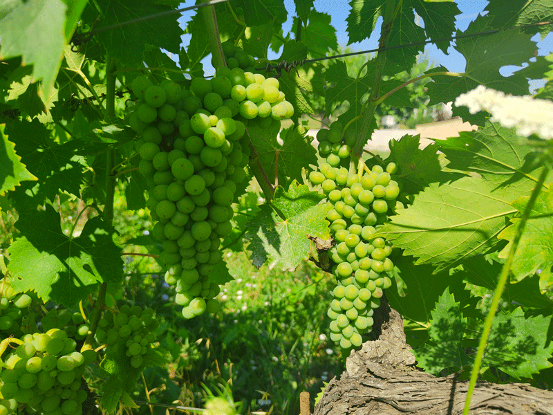 Villa Collepere vini Verdicchio di Matelica