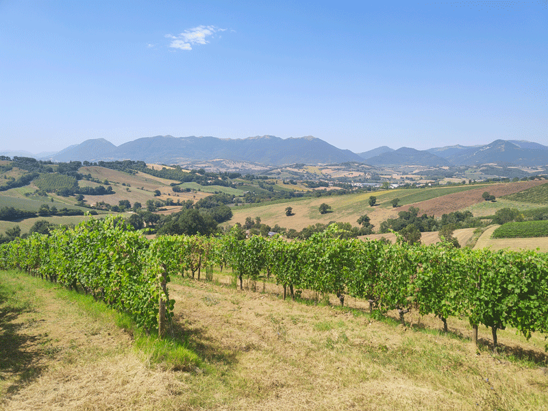 Le vigne del Cambrugiano di Belisario