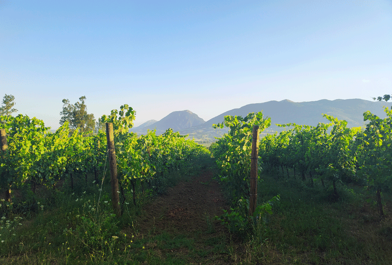 I vigneti di Villa Collepere