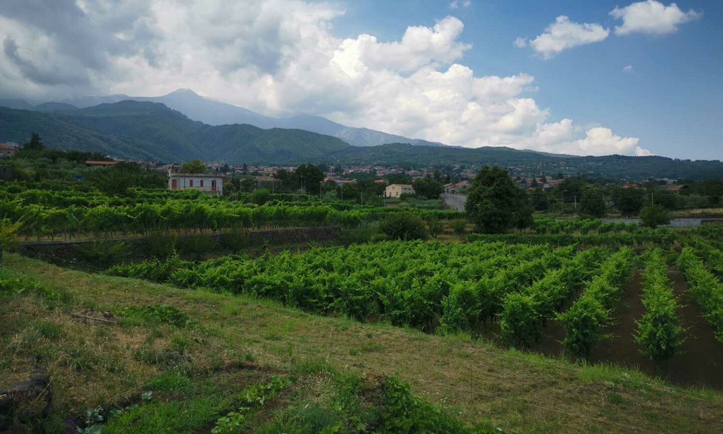 Vignette Oro d'Etna