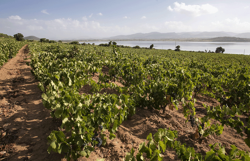 Cantina Santadi, le sue vigne sul mare