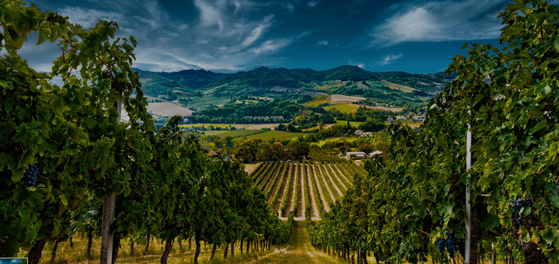 Il territorio e le vigne della cooperativa Valdaso