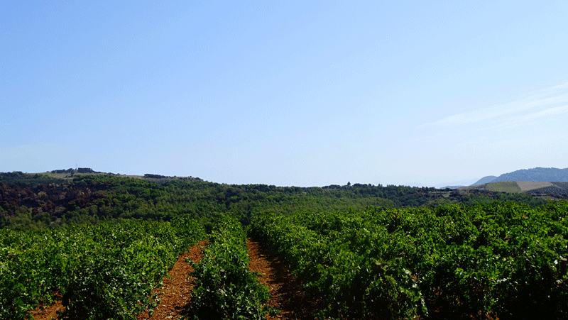 Le vigne della cantina Mustazza nell'agro ericino