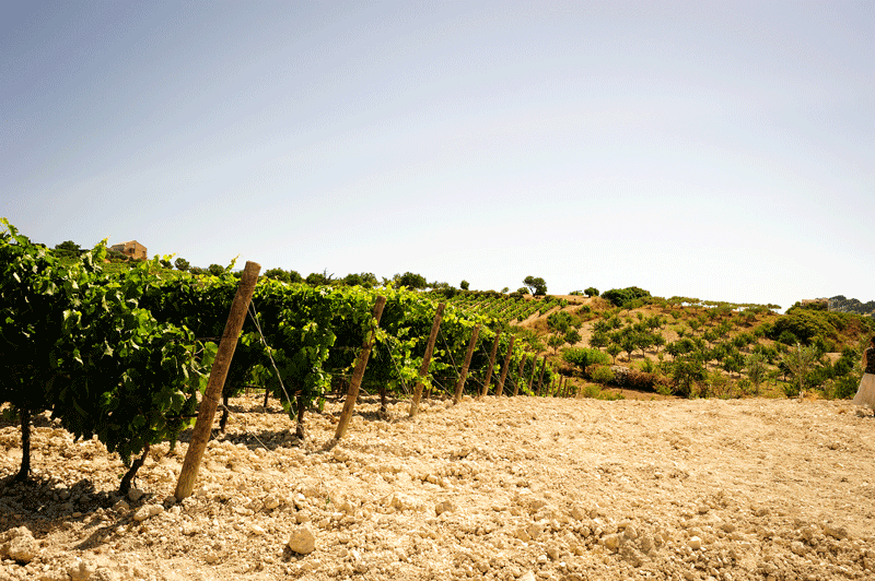 Le vigne della cantina Morgante