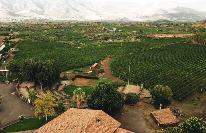 Le vigne di Cantine Patria nella Tenuta etnea