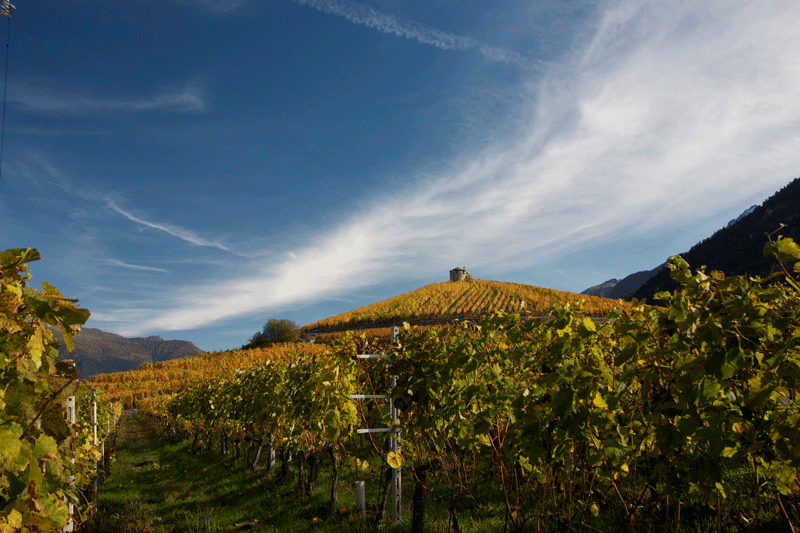 Le vigne di Les Crêtes