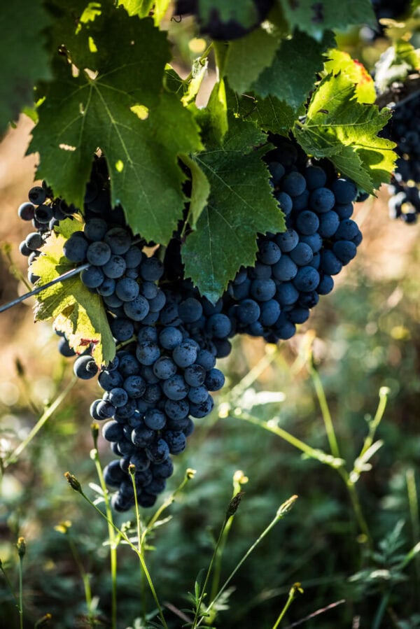 Azienda Agricola Armando Coppola. Un grappolo di Aglianico