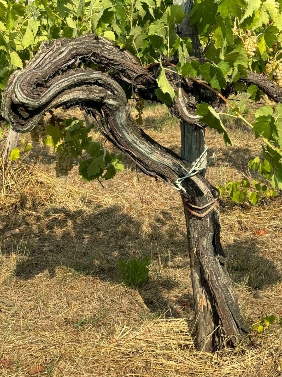 Azienda Agricola Armando Coppola. Un'immagine del vigneto del 1969