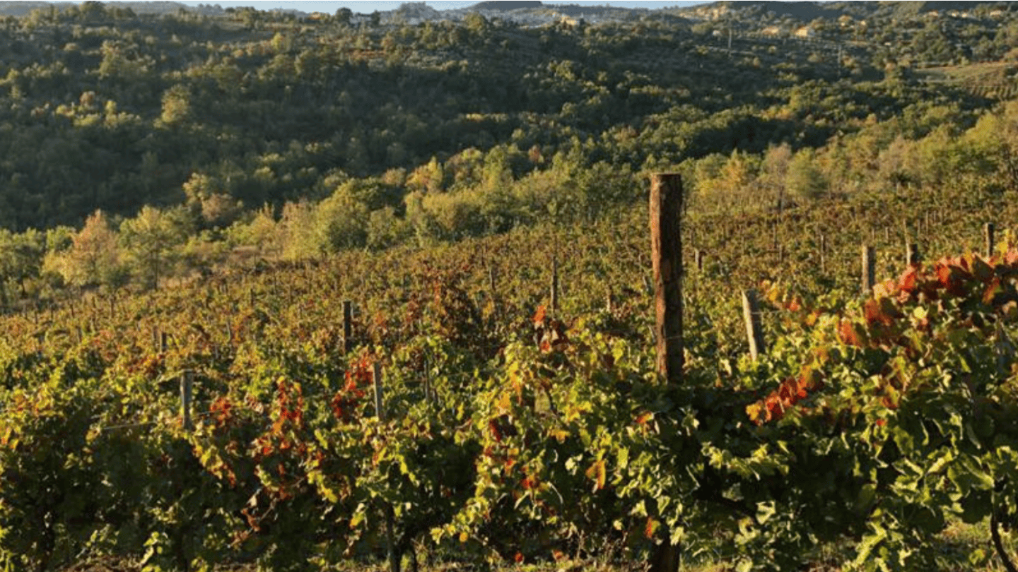 Azienda Agricola Armando Coppola. Un'immagine del vigneto