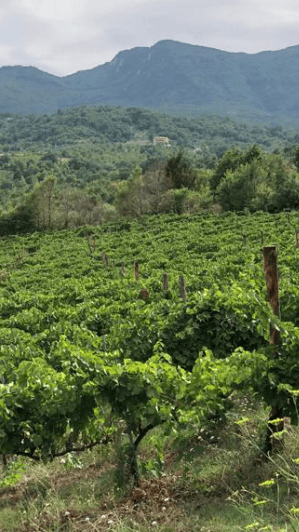 Azienda Agricola Armando Coppola. Un'immagine del vigneto