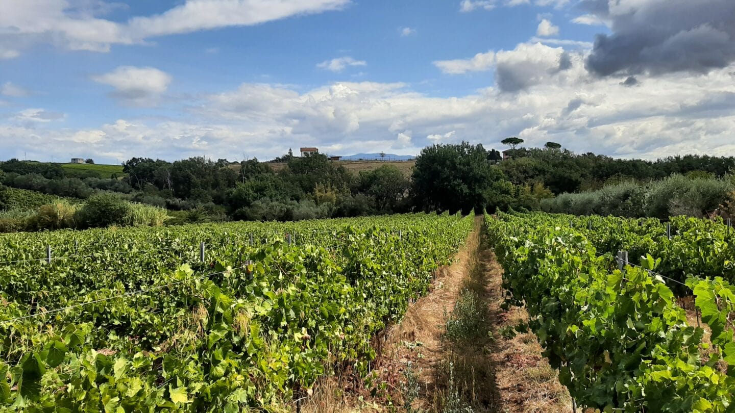 Foto di un vigneto del Lazio nel sistema delle DOC e DOCG italiane