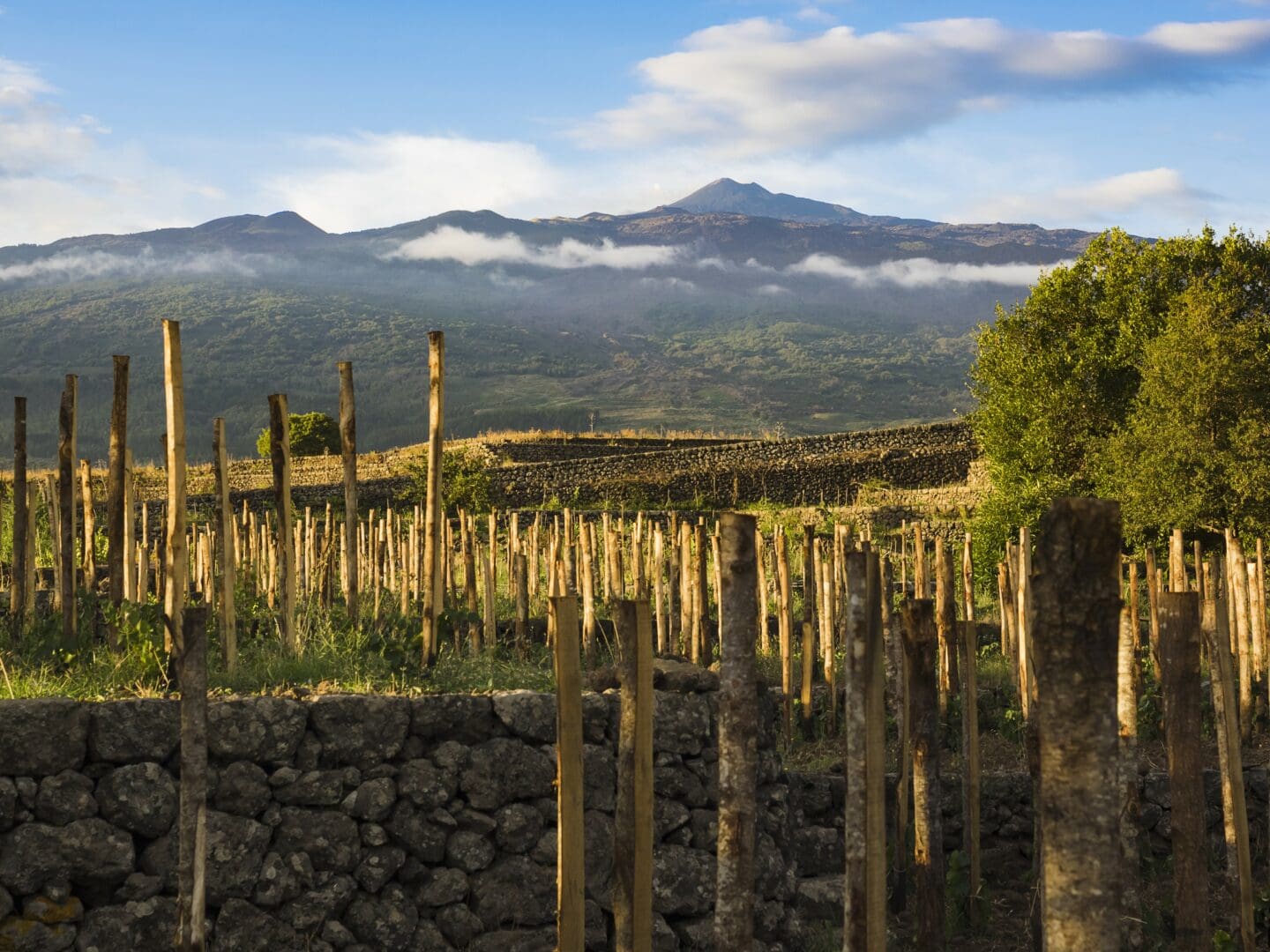 Foto dei Vigneti dell'Azienda Cottanera