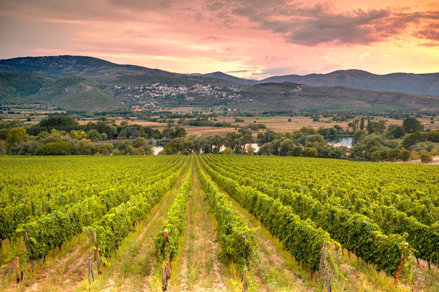 Foto di un Vigneto in Abruzzo nel sistema delle DOC e DOCG italiane