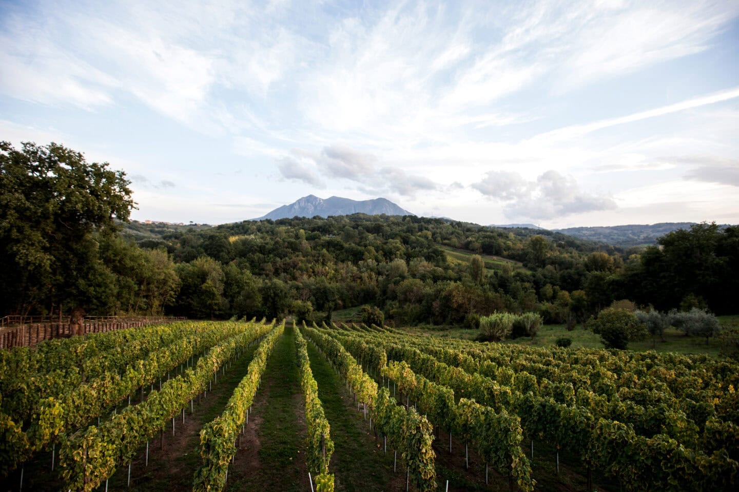 Foto di un vigneto in Campania nel sistema delle DOC e DOCG italiane