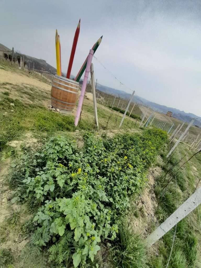 Le vigne di Nebbiolo d'Alba dell'azienda Bruno Franco