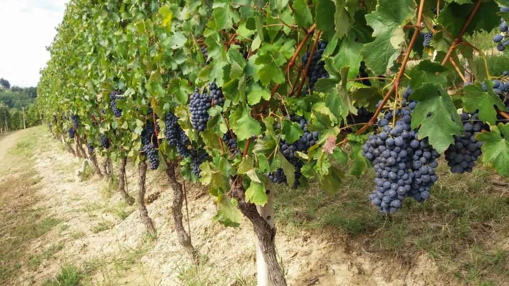 Nebbiolo d'Alba dell'azienda Bruno Franco