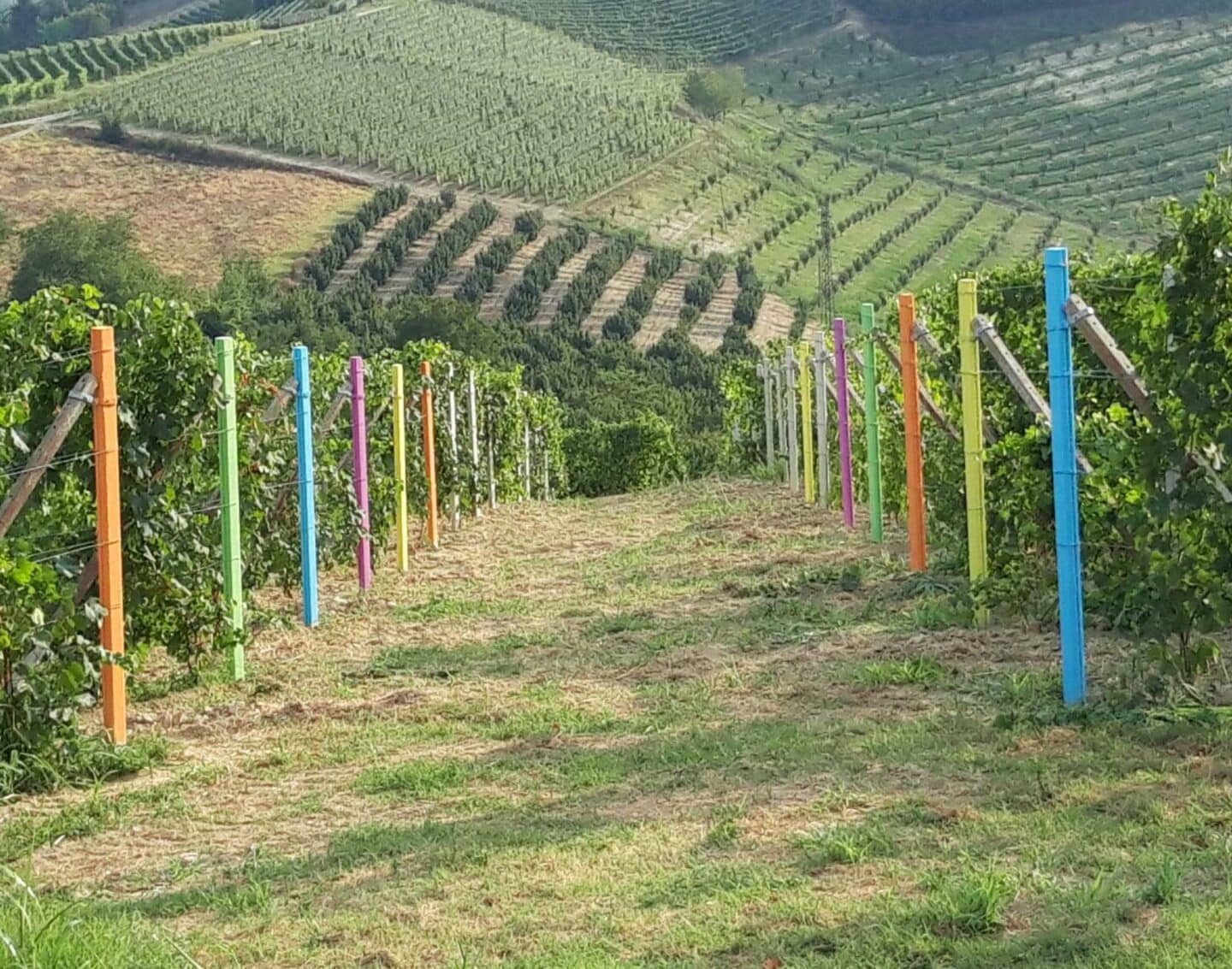 Le vigne di Nebbiolo d'Alba dell'azienda Bruno Franco