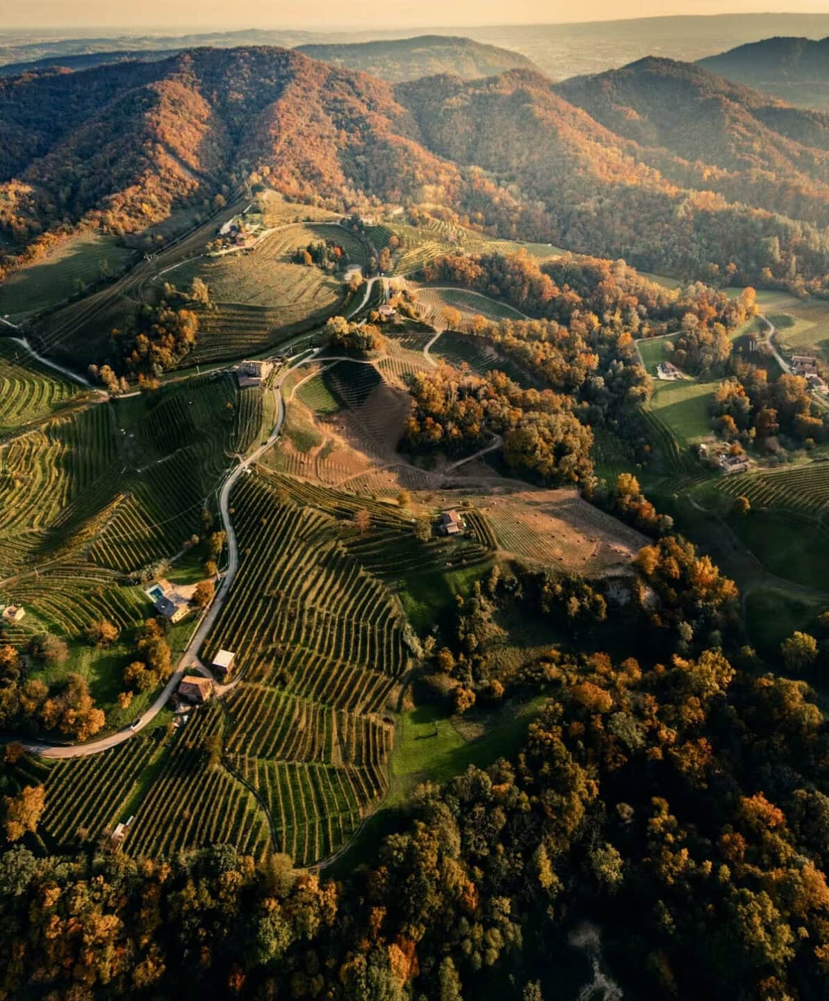 Le colline dove si produce il Prosecco, nella zona di Conegliano