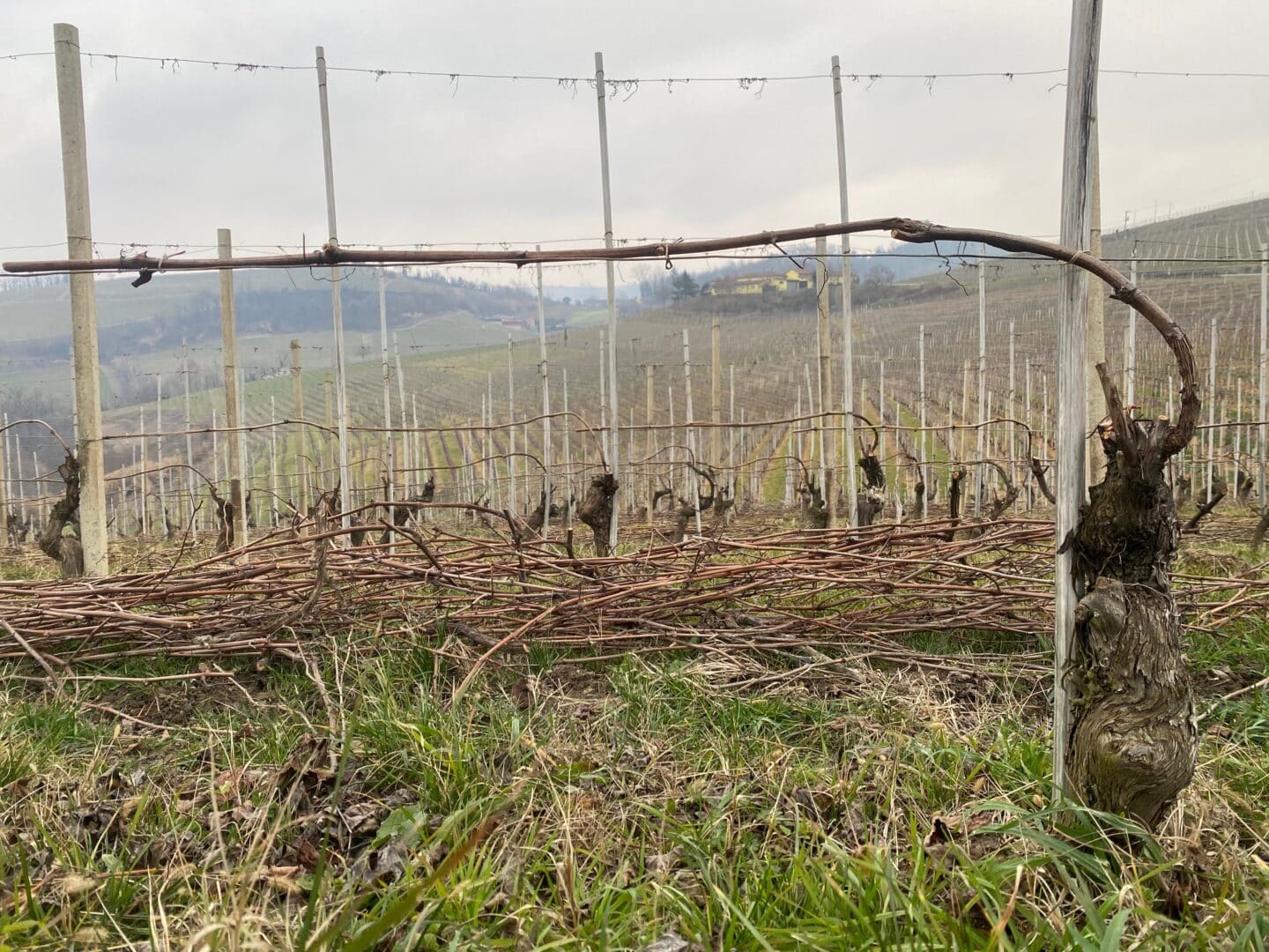 Forma di allevamento a Guyot in Barolo (CN)