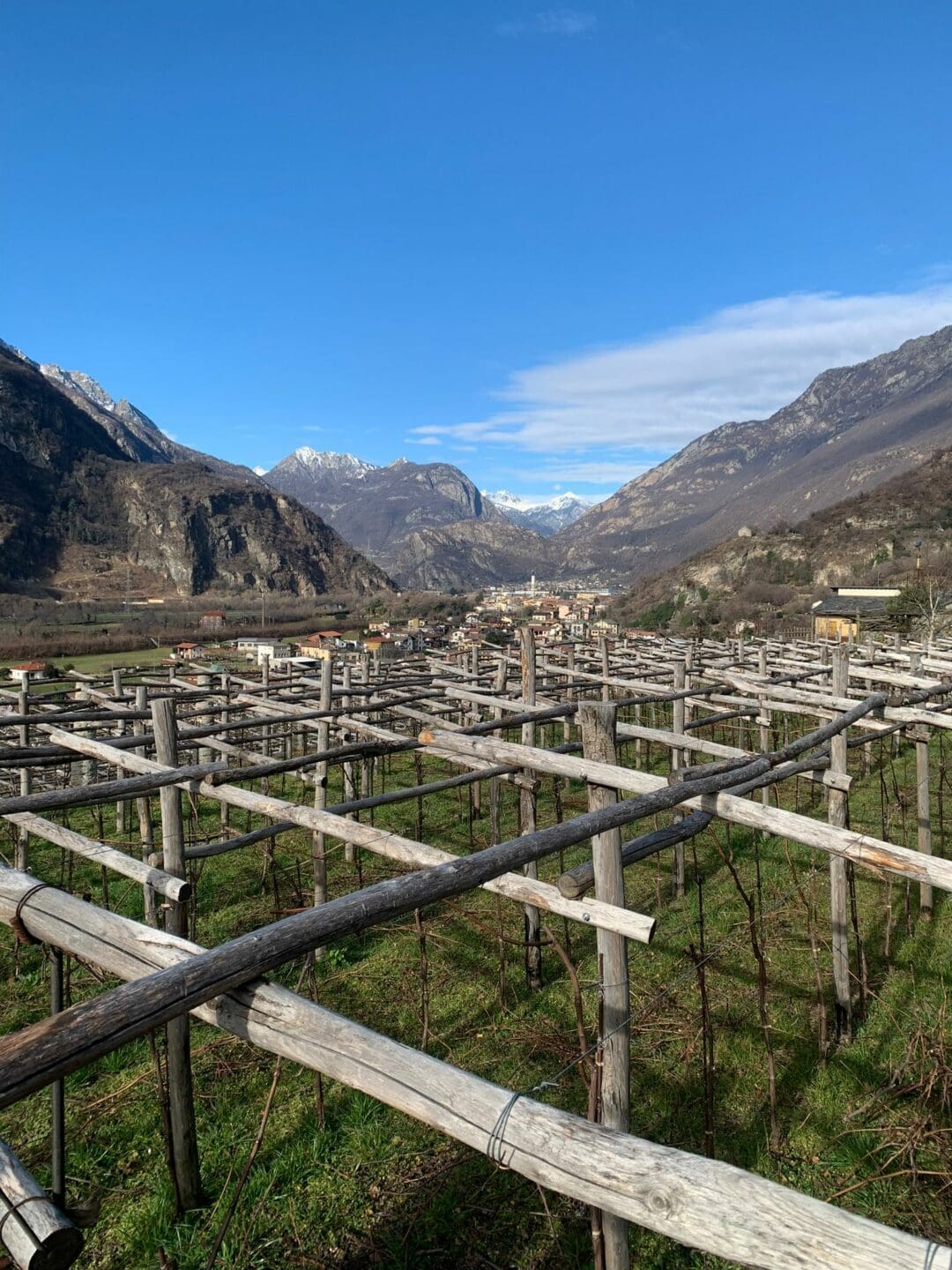 Forma di allevamento a Pergola nella zona di Carema in Piemonte