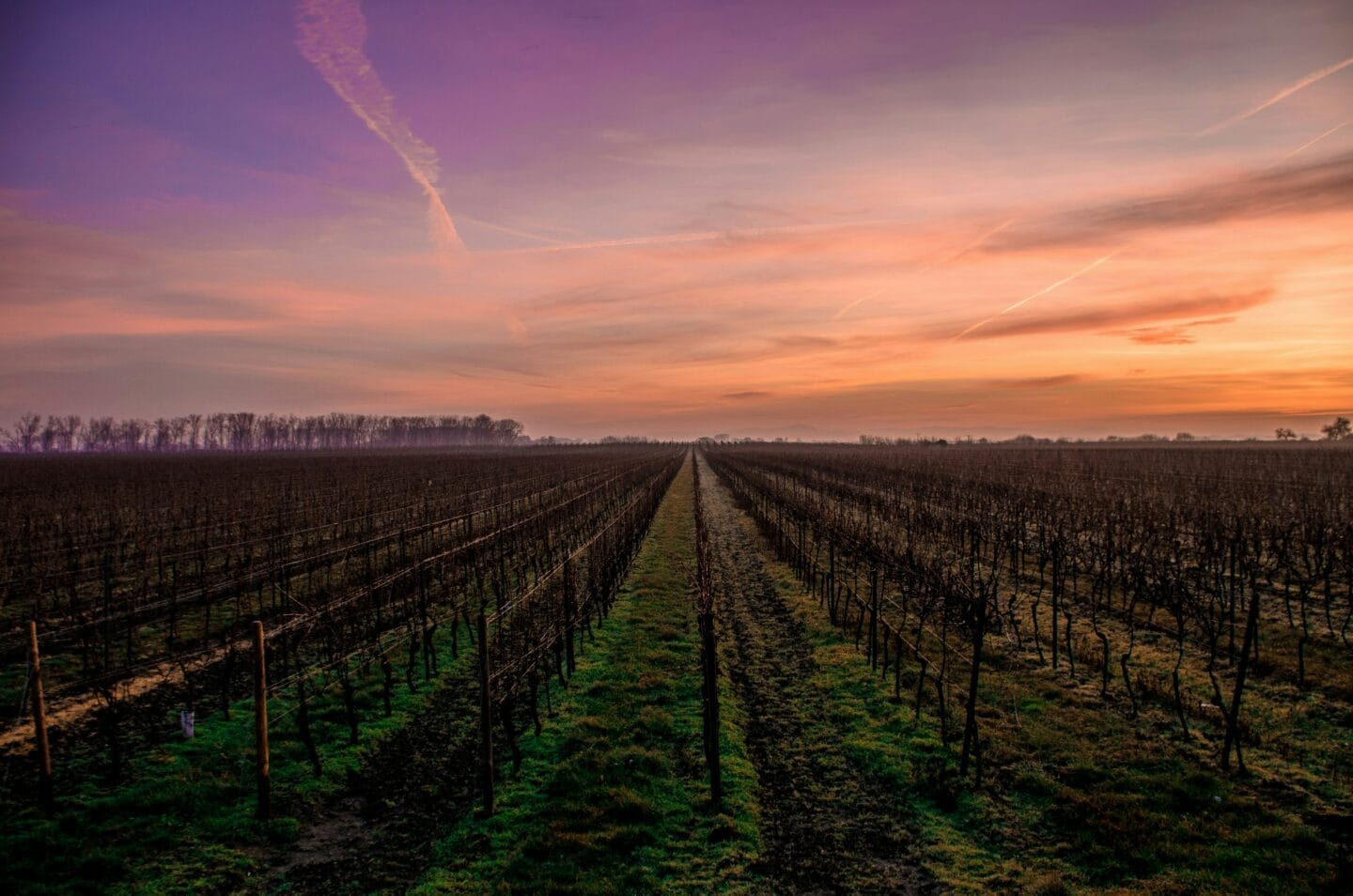 Paesaggio con vigneti