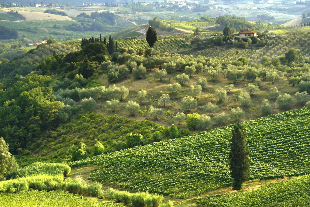 Paesaggio con vigneti