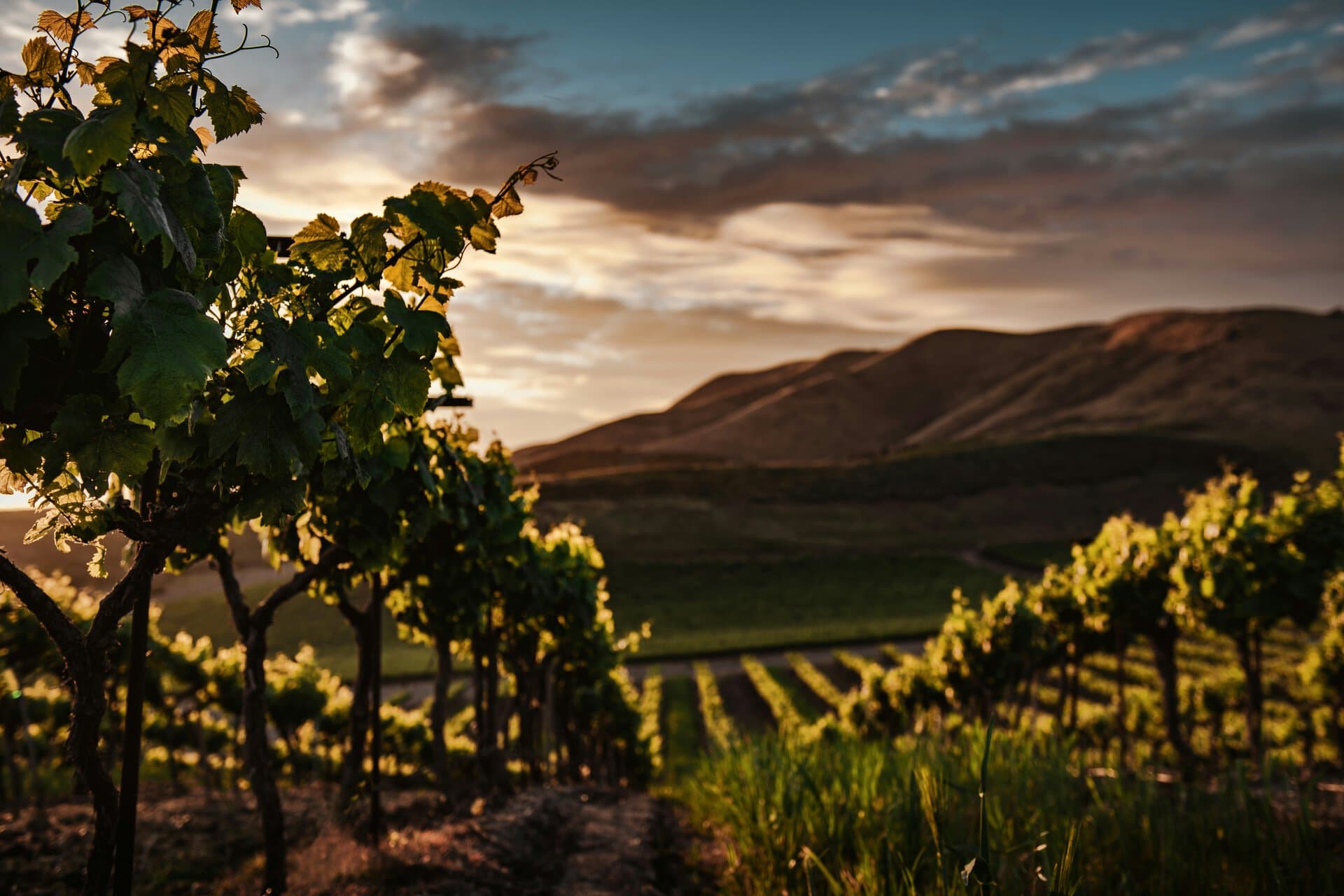 Paesaggio con vigneti