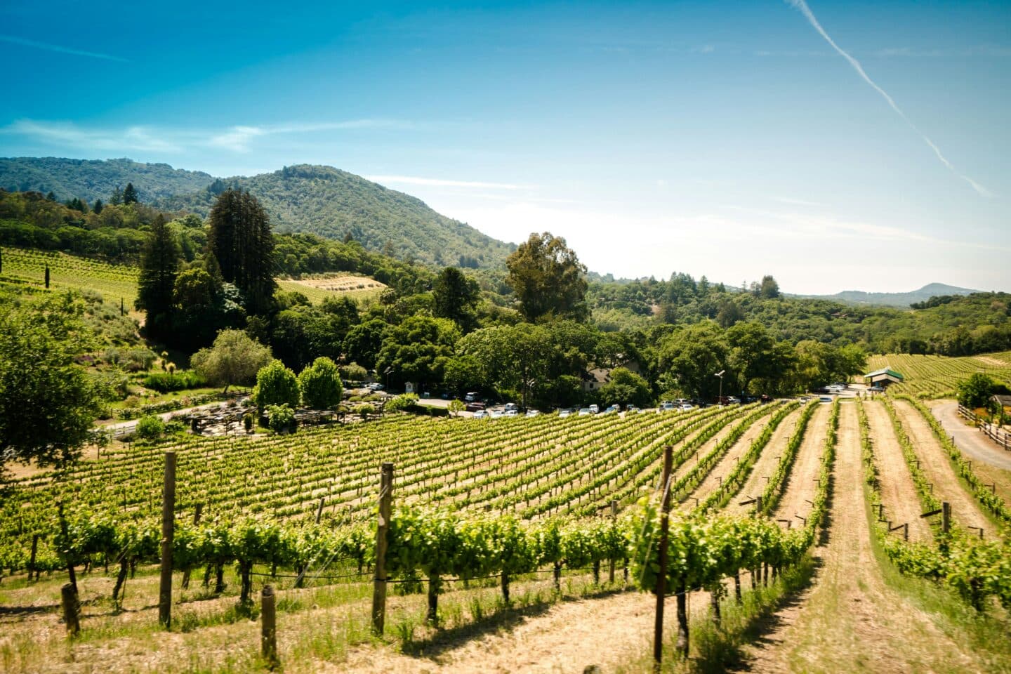 Paesaggio con vigneti