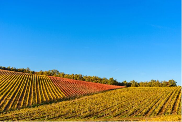 Vigneti in autunno