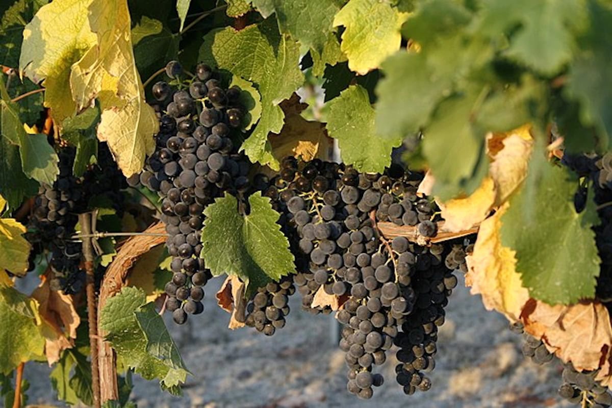 Grappoli di uva