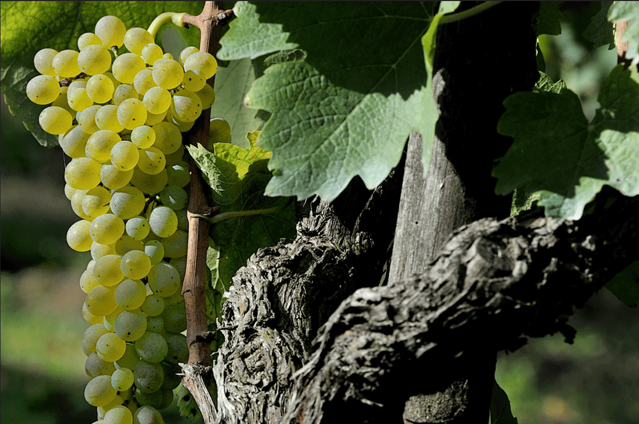 Migliori vini della Campania di UNTOLD 2026 - Un'immagine della Falanghina del Sannio
