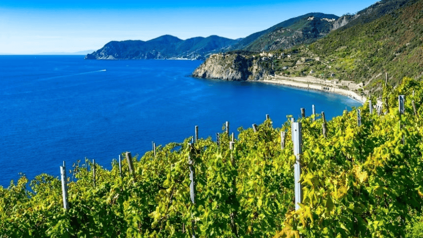Migliori Vini della Liguria di UNTOLD 2026 - Immagine di alcuni vigneti in Liguria