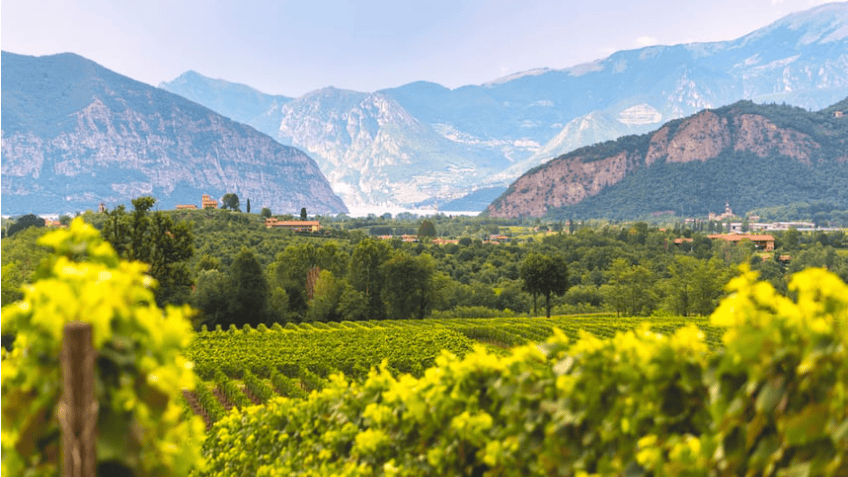 Migliori Vini della Lombardia di UNTOLD 2026 - Immagine di un panorama raffigurante alcuni vigneti in Lombardia