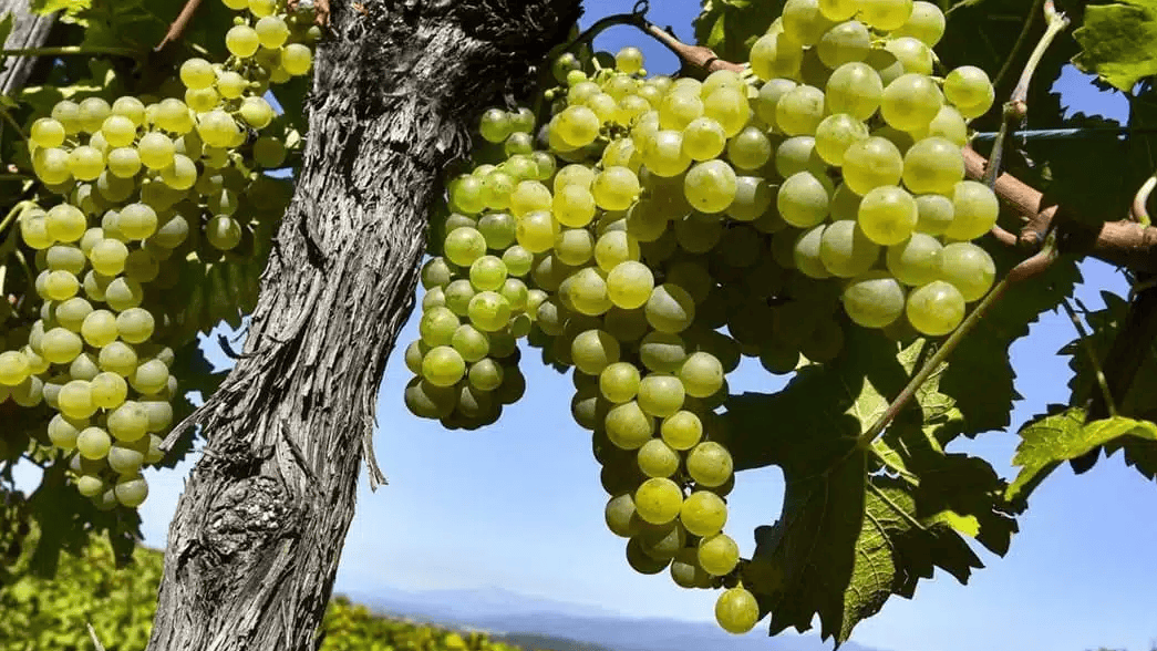 Migliori Vini del Friuli Venezia Giulia di UNTOLD 2026 - Una Pianta di Sauvignon Blanc in Friuli Venezia Giulia