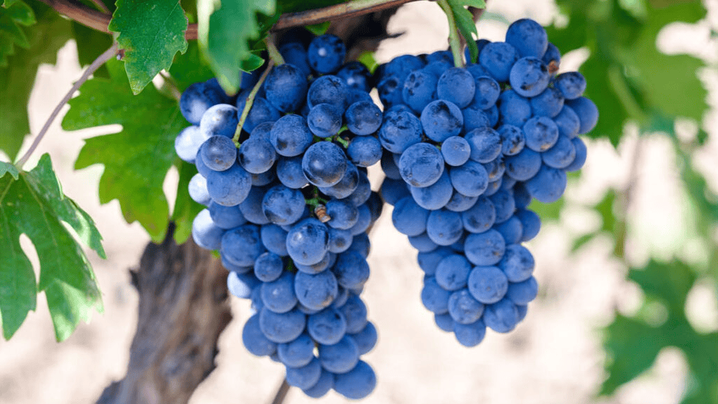 Migliori Vini del Molise di UNTOLD 2026 - Immagine della Tintilia del Molise vitigno protagonista delle degustazioni della guida UNTOLD 2026