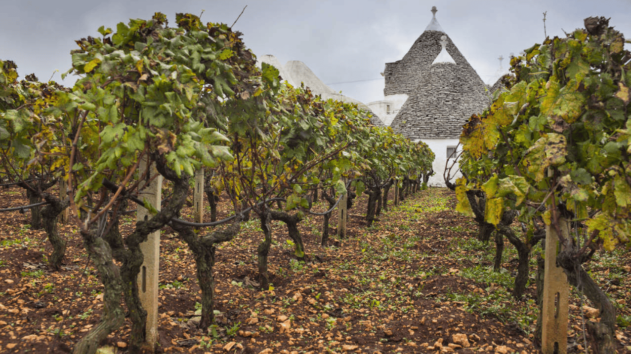 Una tipica vigna pugliese e sulla sfondo una tipica costruzione pugliese: il trullo.