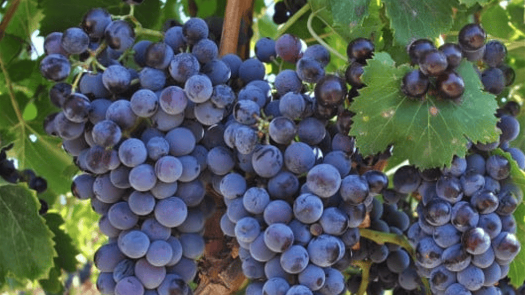 Migliori vini della Sardegna di UNTOLD 2026: Immagine di una vigna di Cannonau